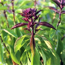 Thai Basil Seeds 25 Count Seed Pack A Particular Sweet Flavored Herb Fre... - $3.38