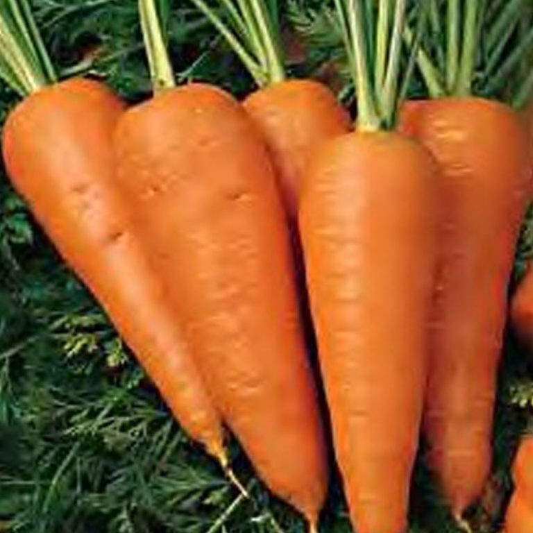 300+ Chantenay Red Core Carrot Seeds  NON-GMO HEIRLOOM- Free Shipping #77 - $1.95