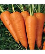 300+ Chantenay Red Core Carrot Seeds  NON-GMO HEIRLOOM- Free Shipping #77 - $36.68 MXN