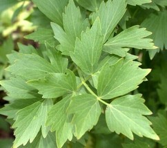 Fresh Lovage Seeds 200+ Herb Cooking Soups Stew NON-GMO Us Seller - £3.17 GBP