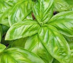 ArfanJaya Basil Seed Italian Large Leaf 100 Seeds Heirloom Non Gmo Herb - £7.51 GBP