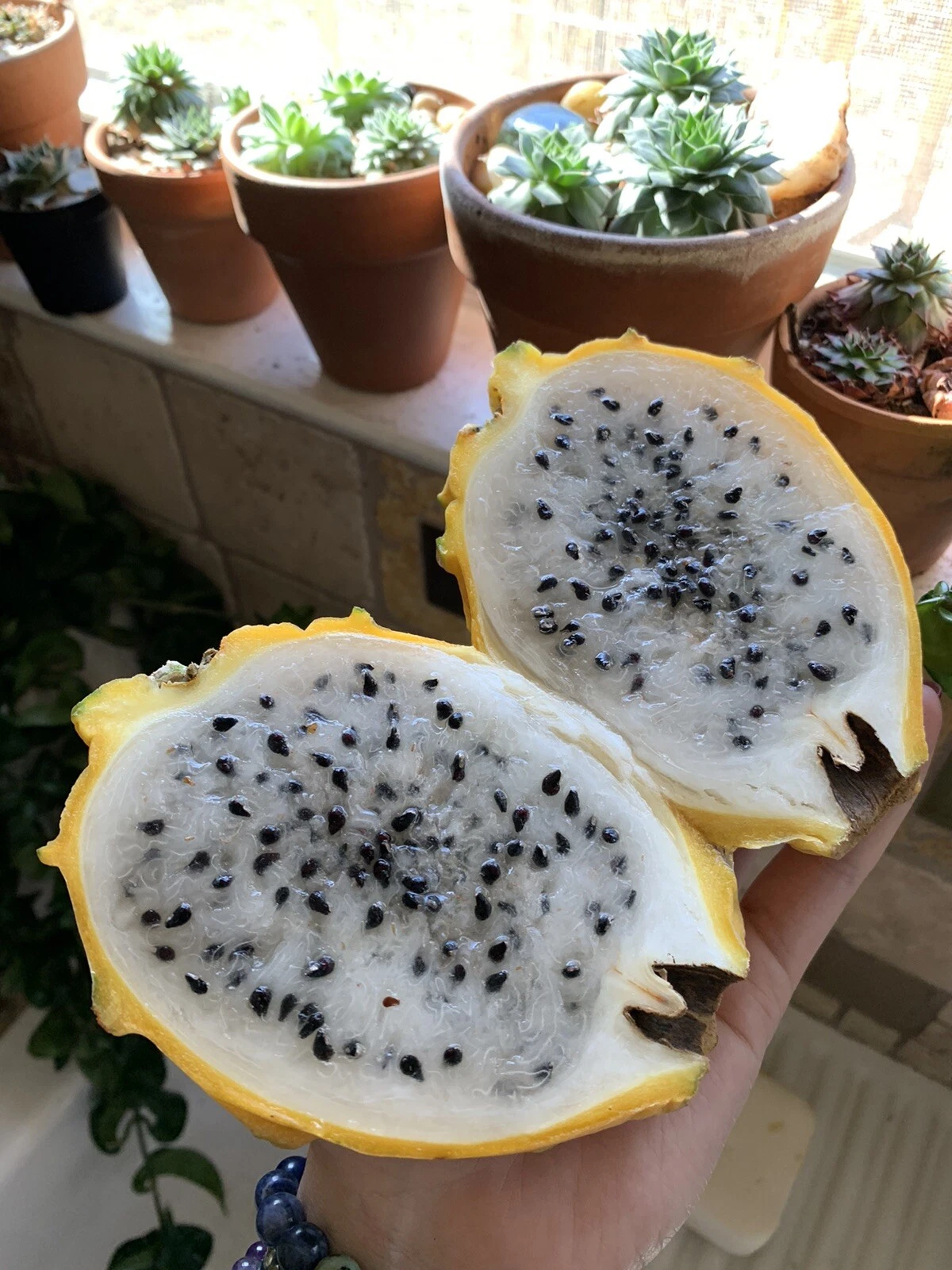 25 Yellow Dragon Fruit Seeds Golden Pitaya Pitahaya Hylocereus Megalanth... - $9.69