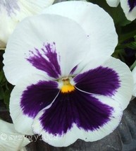 Fresh Seeds 50 White &amp; Purple Pansy Viola Violet Flower Seeds - $16.00