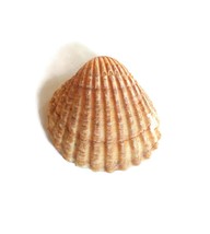 Natural Seashell Fridge Magnet For Kitchen Decor Beige Beach Refrigerato... - $19.61