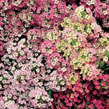 USA Sweet Alyssum Pastel Carpet Mix Lobularia Maritima Flower 500 Seeds - £8.25 GBP