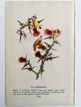 American Goldfinch 1950 Lithograph Art Print Audubon Bird First Edition DWU14F - £23.59 GBP