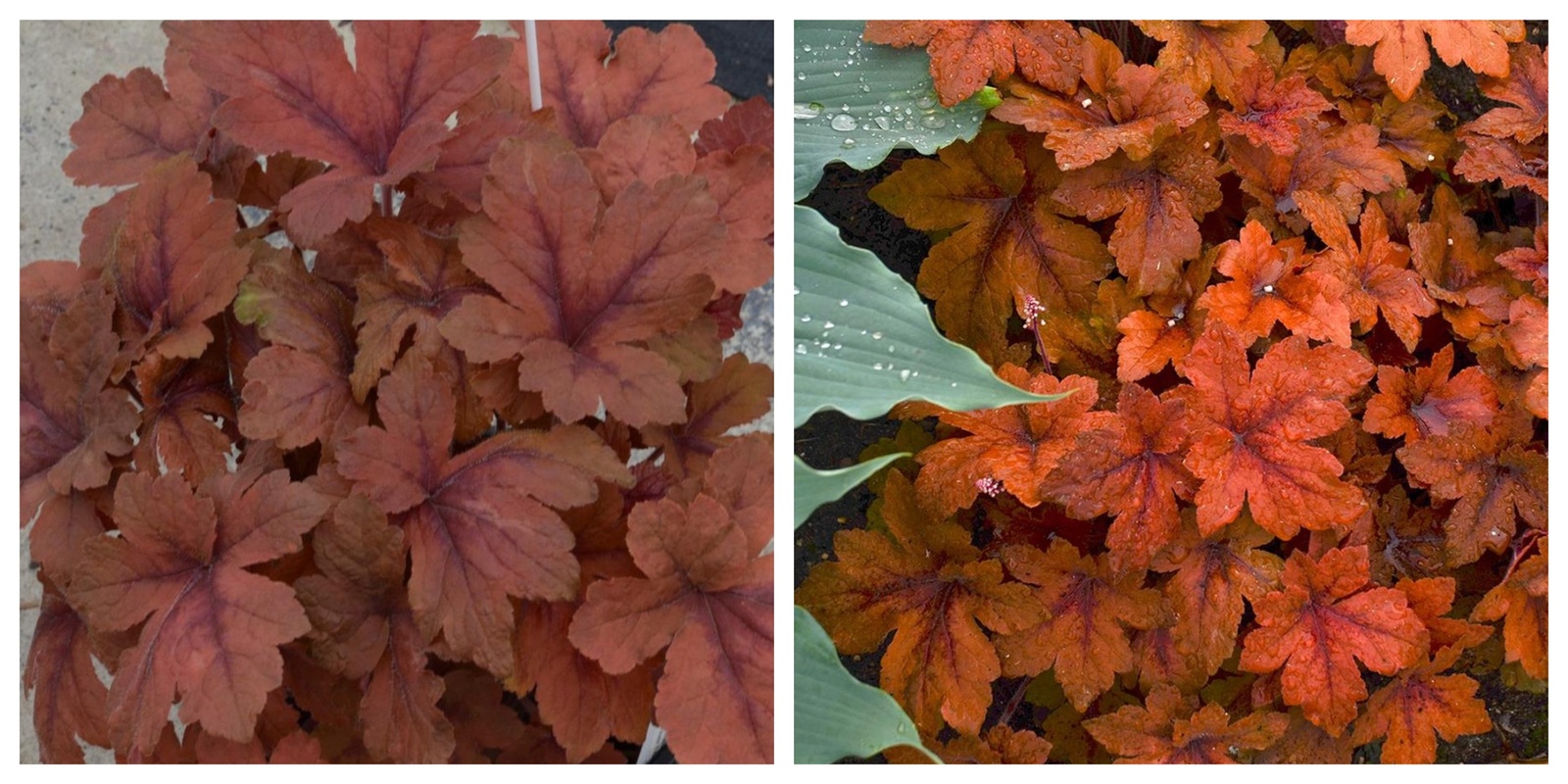 Pumpkin Spice Foamy Bells, Heucherella, Perennial, 2.5&quot; Pot - $31.99