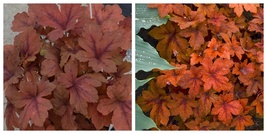 Pumpkin Spice Foamy Bells, Heucherella, Perennial, 2.5&quot; Pot - €27,98 EUR