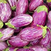 Shooting Stars Eggplant Seeds Beautiful Garden Fresh USA Garden - £6.28 GBP