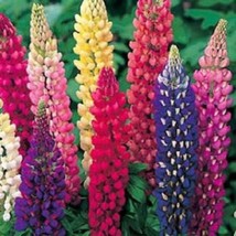 US Seller 75 Mixed Colors Russell Lupine Bigleaf Lupinus Polyphyllus Flo... - $12.60