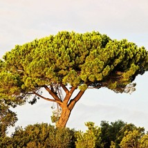 5 Pine Nut Italian Stone Pine Pinus Pinea Umbrella Tree Seeds Fresh Fast... - $15.90