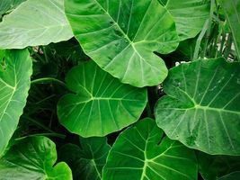 3 Colocasia gigantea LIVE BULBS Thailand Giant Thai Giant Elephant Ear H... - $27.98