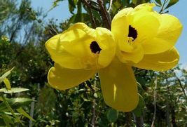 Bauhinia tomentosa 5_Seeds  | St Thomas &amp; Bell Orchid &amp; Yellow Butterfly Tree |  - £18.09 GBP