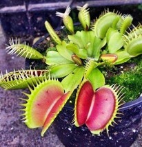 Dionaea muscipula Australian Red Rosetted Venus flytrap - £2.88 GBP