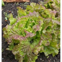 1000 Prizehead Lettuce Seeds Heirloom Seed 2024 Non-Gmo Fresh Garden - $6.34