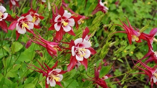 Aquilegia seeds - 60 seeds- code 023 Item image 6