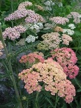 50 seeds Achillea Summer Pastels Mix Yarrow Flower Deer Resistant Perennial  - £6.44 GBP