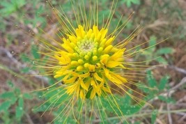 100 Golden Bee Spider Seeds Clome Spinosa Perennial US Fast Shipping - €7,68 EUR