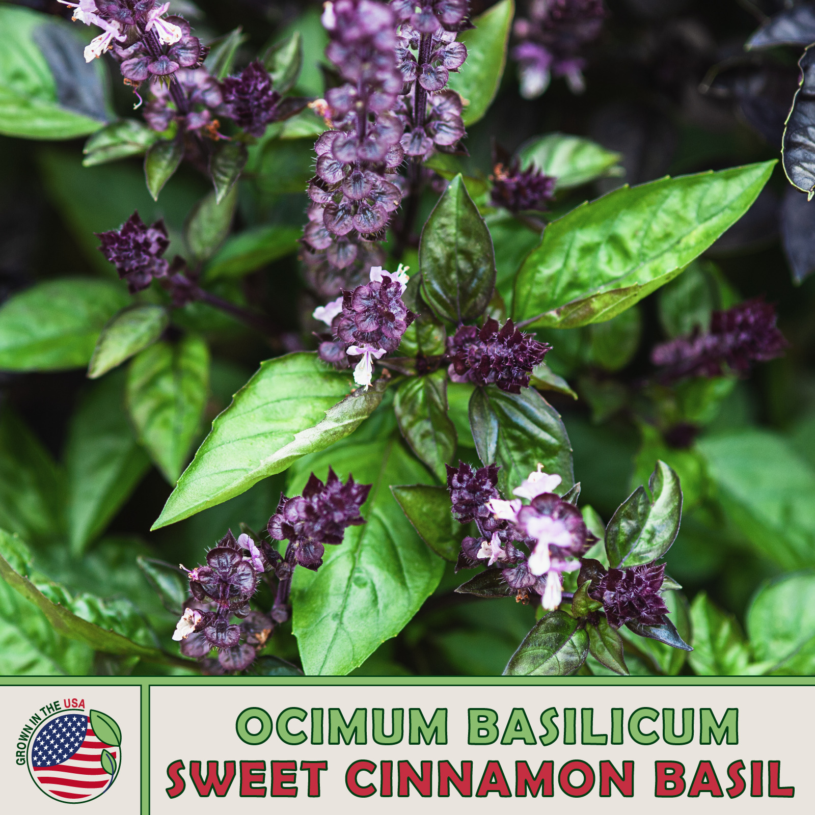 500 Sweet Cinnamon Basil Seeds Ocimum Basilicum Culinary Herb Ornamental... - $4.80