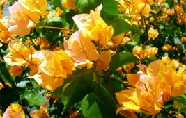 4 Pot Of California Gold Rooted Bougainvillea Plant Height &amp; Fullness Va... - £56.44 GBP