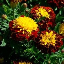 FG 35+ French Marigold Champion Harmony Maroon &amp; Yellow Annual Flower Seeds - £12.35 GBP