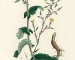 Wild Lettuce (Lactuca Virosa) Medicinal Herb 100+ Seeds Free Shipping Usa - $5.99