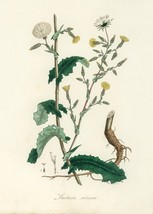 Wild Lettuce (Lactuca Virosa) Medicinal Herb 100+ Seeds Free Shipping Usa - £4.71 GBP