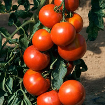 50 Seeds Solar Power Tomato Tomatoe Vegetable Garden Edible Canning - $3.66