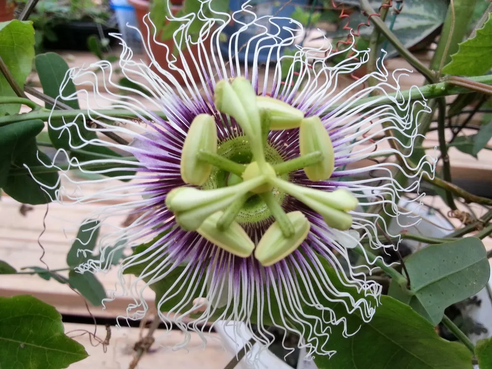 Passiflora Edulis Golden Giant Vine 10 Seeds Passion Fruit From - $9.48