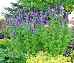 100+ Purple Giant Hyssop Flower Seeds - $20.85