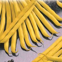 Golden Wax Bush Bean Seeds, Top Notch, NON-GMO, Heirloom, Stringless, FR... - €1,34 EUR+