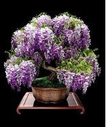 Blue Wisteria Bonsai Tree seeds, home decor gift for him her mom dad - $9.95
