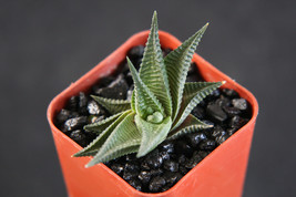 HAWORTHIA Limifolia, rare exotic succulent plant xeriscape cactus cacti aloe  2&quot; - £7.18 GBP