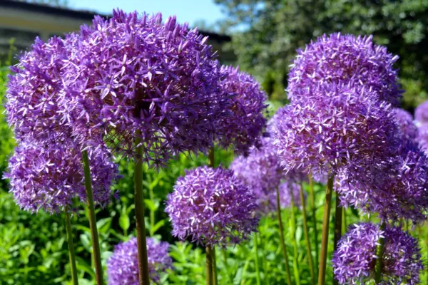 20 Star Of Persia Allium Christophii Silvery Amethyst Purple Flower Seed... - £6.29 GBP