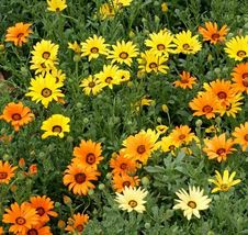 Ship From Us 200,000 African Daisy Mix Seeds, ZG09 - £105.21 GBP