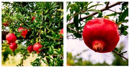 POMEGRANATE SEEDS (Punica granatum) | Sweet Tropical FRUIT Shrub, Tree 5... - £15.16 GBP