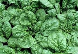 Spinach, Bloomsdale Long Standing Spinach Seeds, Heirloom, Organic, Non GMO, 100 - £2.38 GBP
