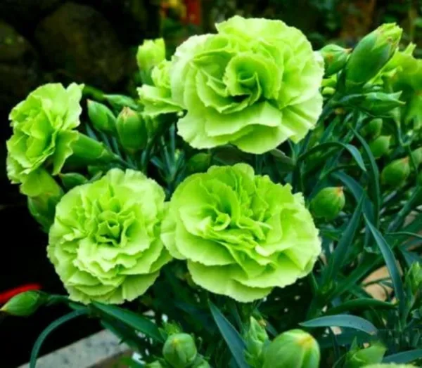 Fresh 100 Bright Green Carnation Seeds DianthFlowerd Flower Perennia - £7.16 GBP