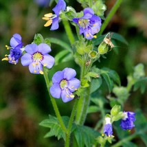 Polemonium Caeruleum Blue Jacobs Ladder Seed New Fresh Seeds USA - $10.48