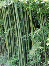 50 Cui Zhu Bamboo Seeds Privacy Climbing Garden Clumping Shade Screen US... - $11.98