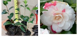( 1 live plant ) ( 1 ) - April Dawn Camellia Japonica - Starter Plant  - £29.08 GBP