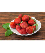 5 to 1000 Ozark Beauty Ever Bearing Strawberries - Certified Bare Root Plants - $15.79 - $447.43