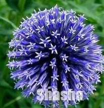 US Seller 100Pcs Giant Allium Giganteum Seeds 2 Colors Available Fast Shipping - £10.95 GBP