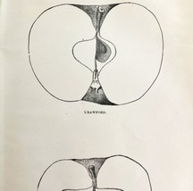 Crawford And Siloam Apples Cross Section Victorian 1887 Art Plate Print ... - $24.99