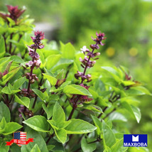 Basil Seeds Licorice Heirloom Non-Gmo Gardening Fresh USA SELLER - £11.58 GBP