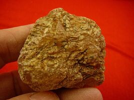 (k-3173) 35 g Rare Kauri tree Gum copal young Amber New Zealand Tane Mahuta - $29.39