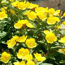 Yellow Primrose Annual or Perennial Flower Garden Seeds For Yard Patio 1500 - £4.15 GBP