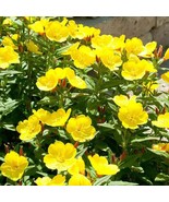 Yellow Primrose Annual or Perennial Flower Garden Seeds For Yard Patio 1500 - £4.12 GBP