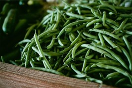 Provider Bush Green Bean Seeds Nongmo 40 SeedsFrom US  - £6.45 GBP