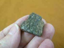 DF300-15) small Fossil REAL DINOSAUR Bone Slice Jurassic Dino love dinos... - $9.99